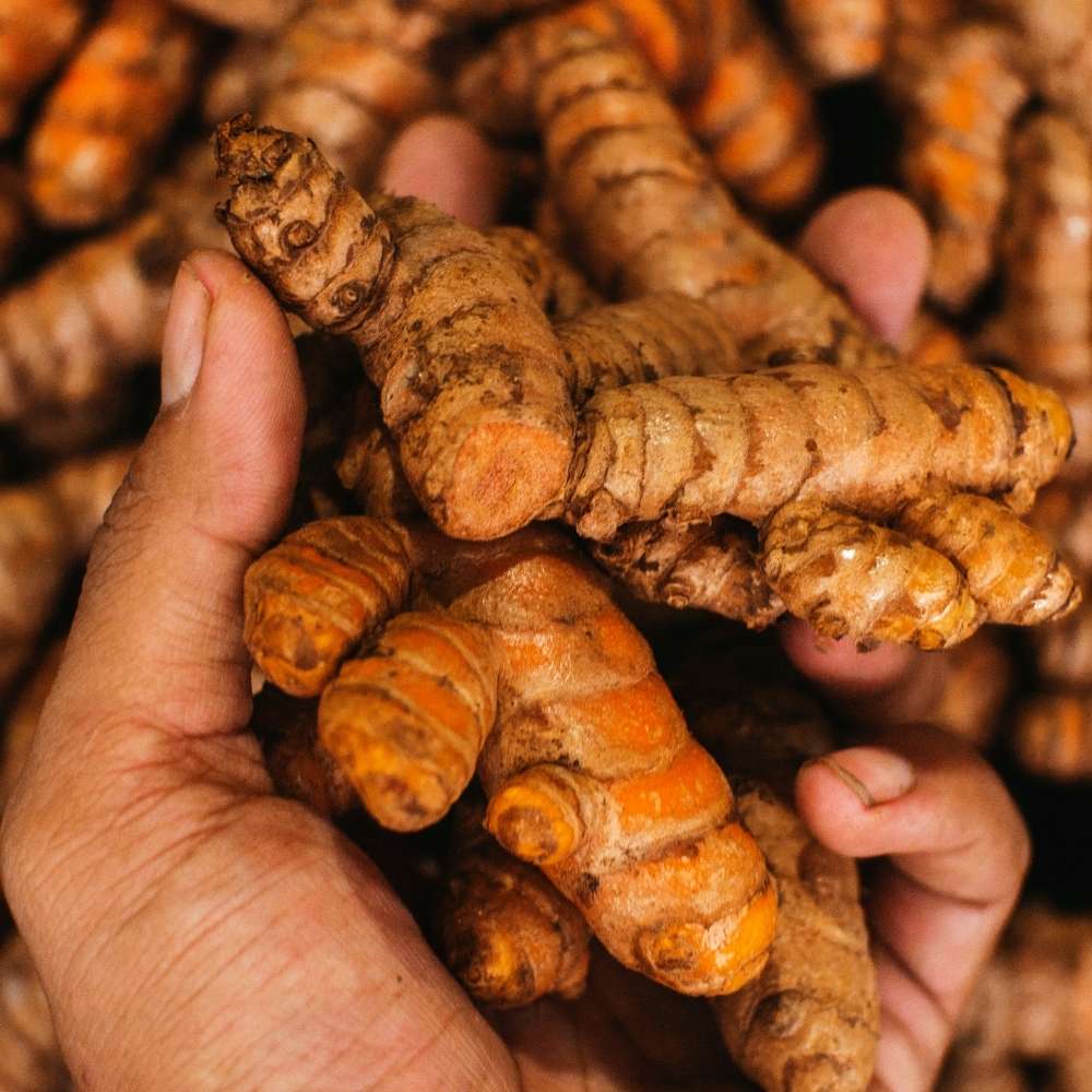 classic-turmeric-supplier