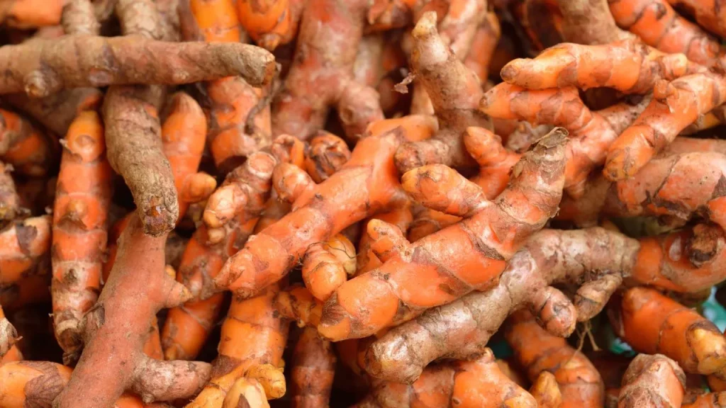 fresh-turmeric-goldenrootturmeric